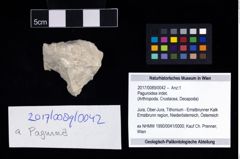 Foto (Objekt + Etikett) von Paguroidea indet.  (NHMW-GEO-2017-0089-0042)